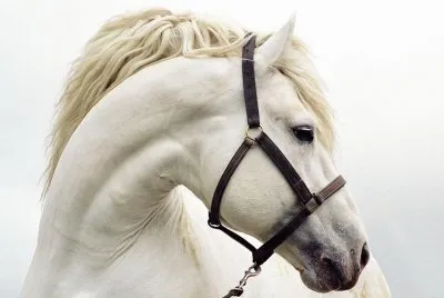 cavalos