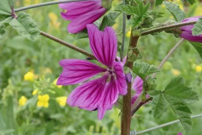 fleurs