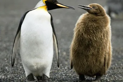 pingÃ¼inos