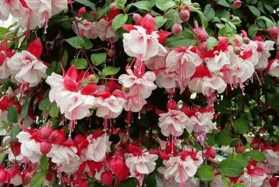 flores