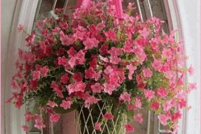 flores