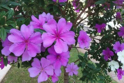 flores