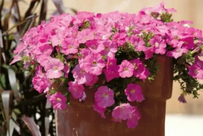 flores
