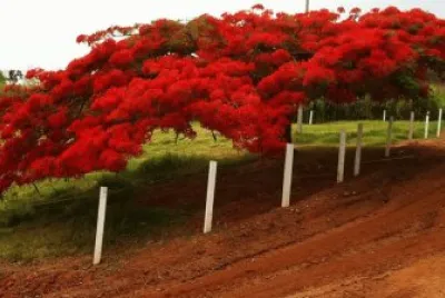 flores
