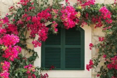 flores