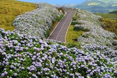 flores