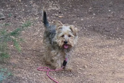 Sally en el campo