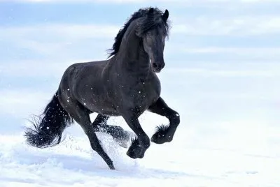 Black Snow