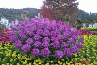פאזל של jardim
