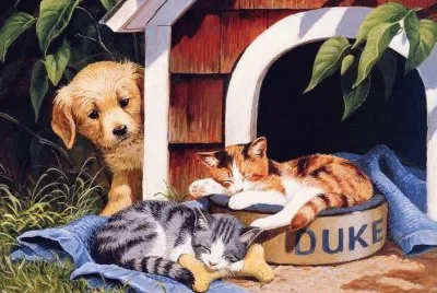 gatinhos
