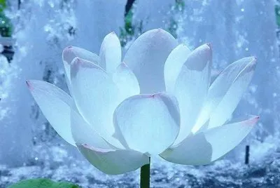 rosas