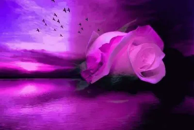 rosas