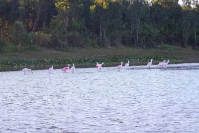 פאזל של EspÃ¡tulas rosadas en Goya. Corrientes. Argentina