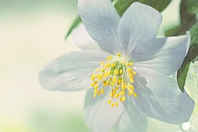 flores