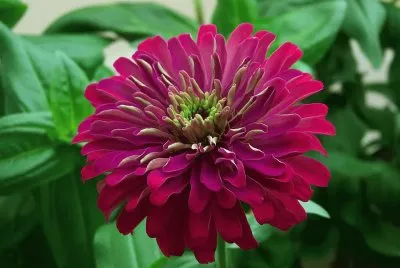flores