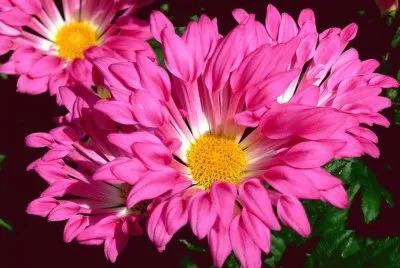 flores