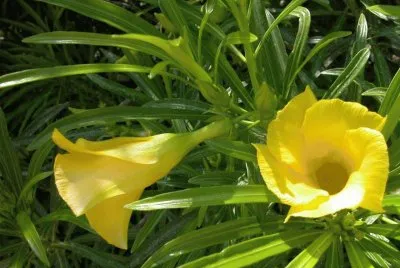 flores