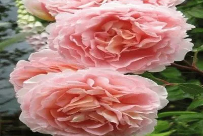 flores
