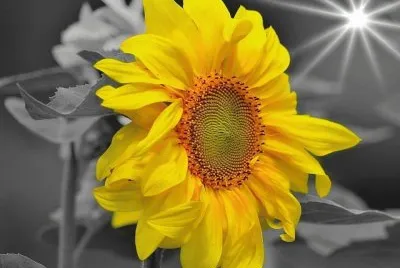 flores
