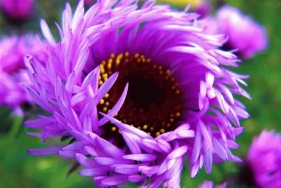 flores