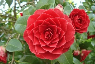 flores