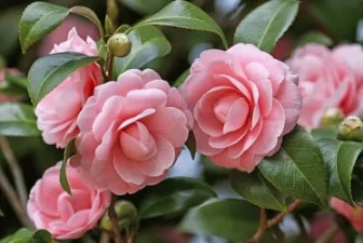 flores