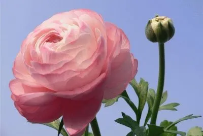 flores