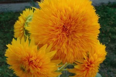 flores