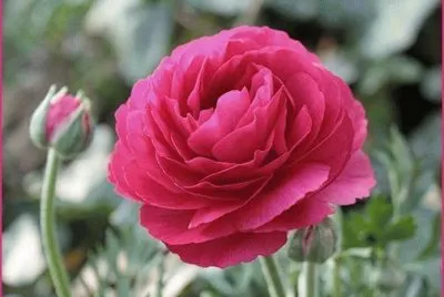 flores