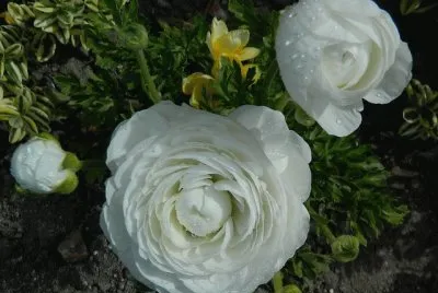 flores