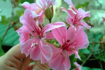 flores