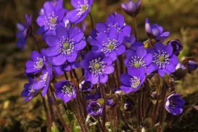 flores