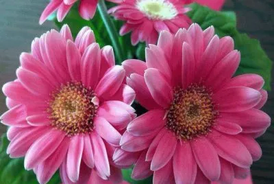 flores