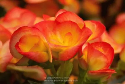 flores