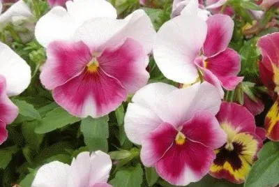 flores