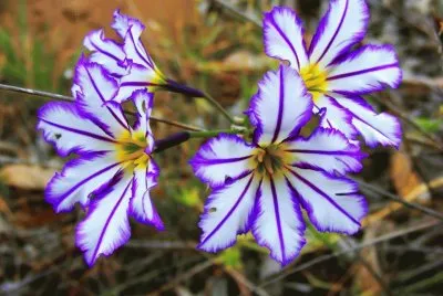 flores