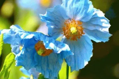 flores