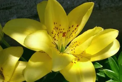 flores