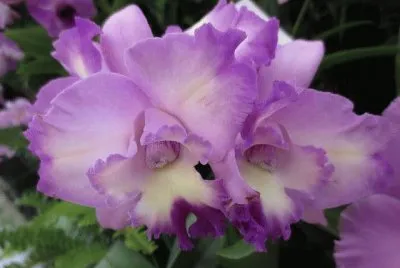 flores