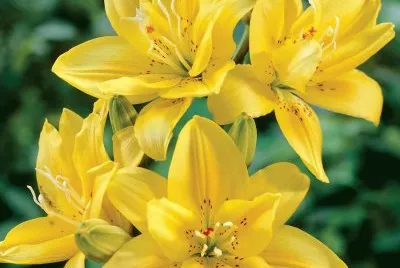 flores
