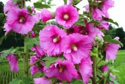 flores