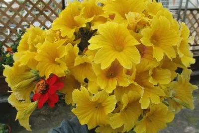 flores