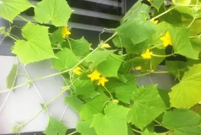Pepinos