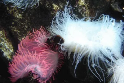 פאזל של Underwater world