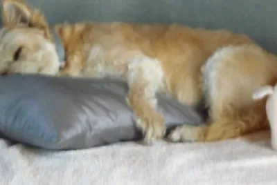 Dora fait la sieste