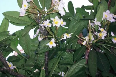 nature fleurs de frangipanier