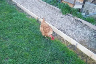 Petit tour dans la jardin
