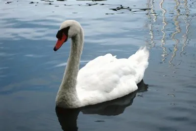 Cigno