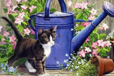 gato