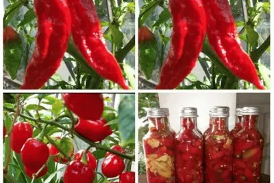 pimenta